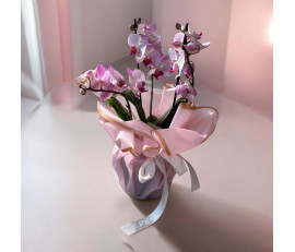 Orchide 1